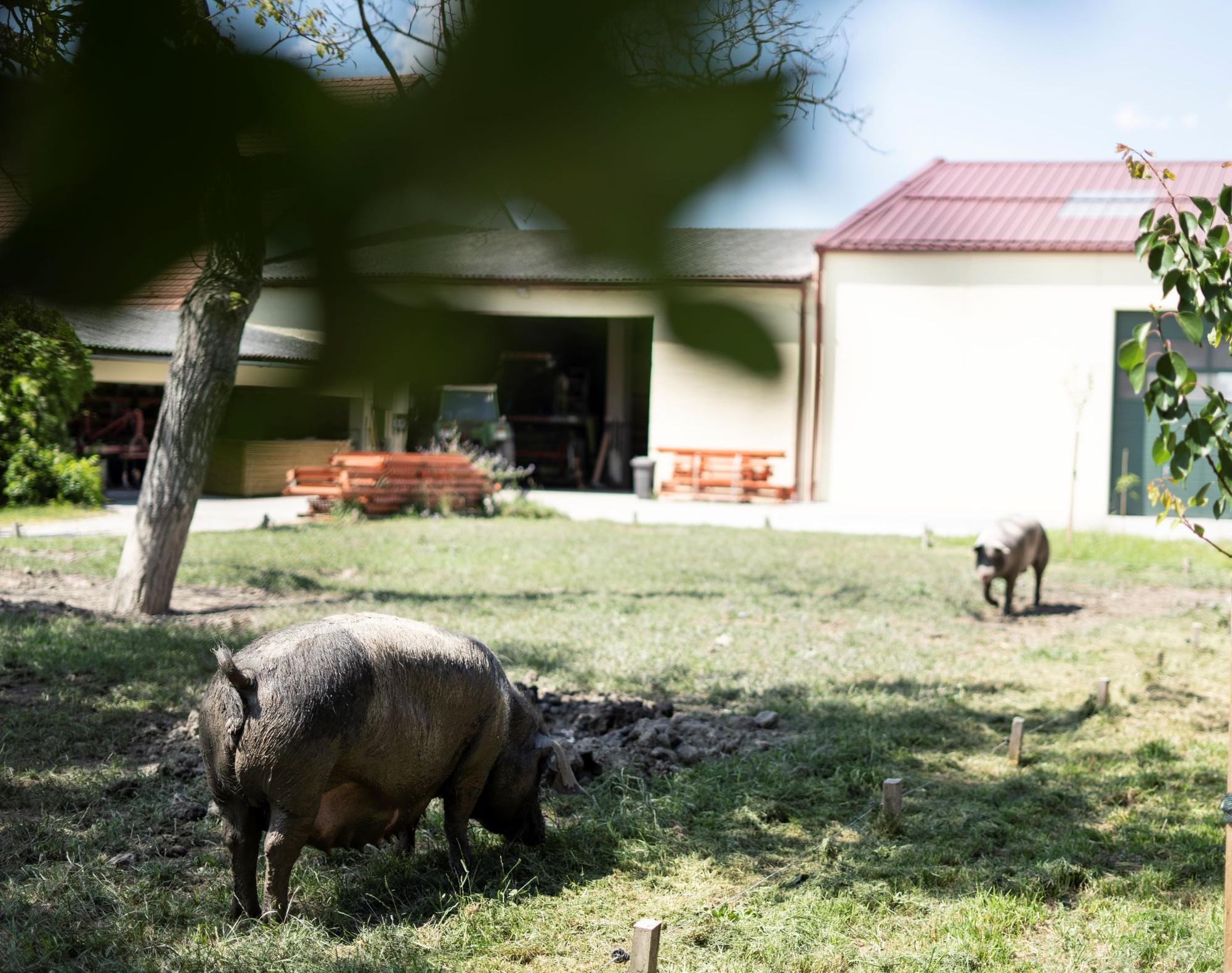Zwei Schweine auf der Wiese am Biohof Maurer